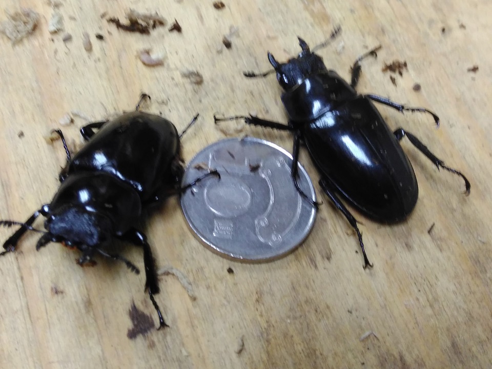 «ö¦¹¦b·sµøµ¡ÂsÄý¹Ï¤ù