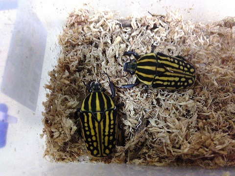 «ö¦¹¦b·sµøµ¡ÂsÄý¹Ï¤ù