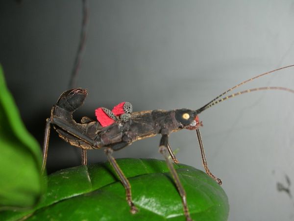 «ö¦¹¦b·sµøµ¡ÂsÄý¹Ï¤ù