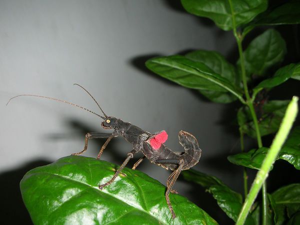 «ö¦¹¦b·sµøµ¡ÂsÄý¹Ï¤ù