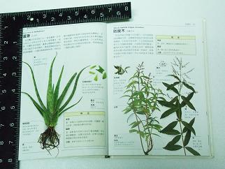 «ö¦¹¦b·sµøµ¡ÂsÄý¹Ï¤ù