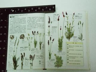 «ö¦¹¦b·sµøµ¡ÂsÄý¹Ï¤ù