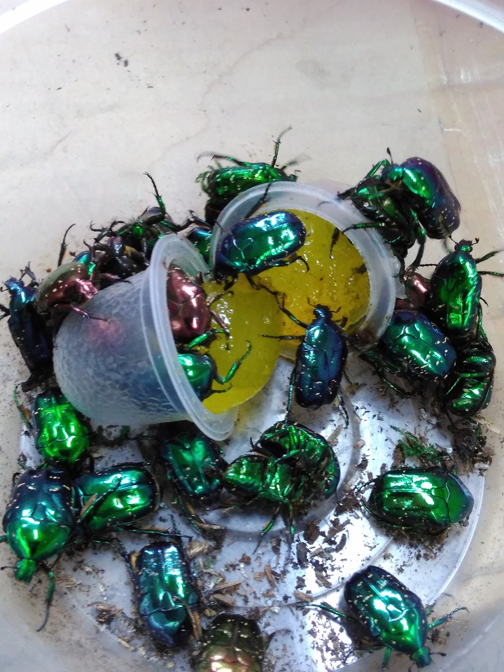 «ö¦¹¦b·sµøµ¡ÂsÄý¹Ï¤ù