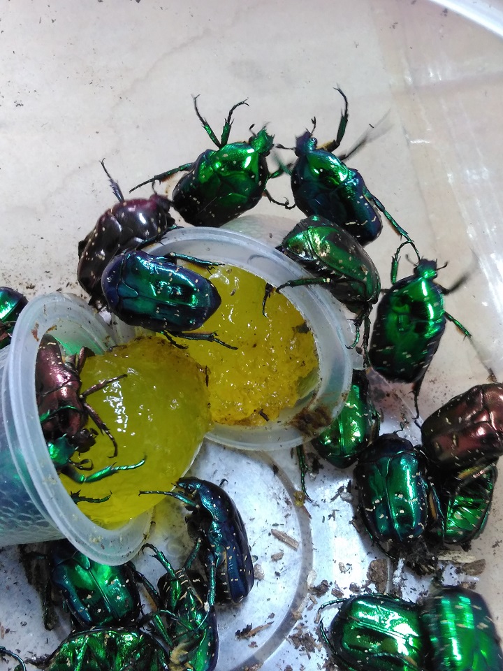 «ö¦¹¦b·sµøµ¡ÂsÄý¹Ï¤ù