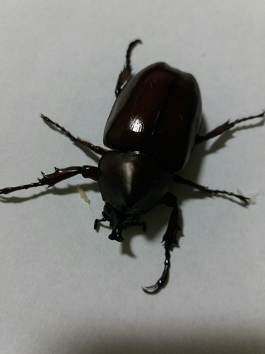 «ö¦¹¦b·sµøµ¡ÂsÄý¹Ï¤ù