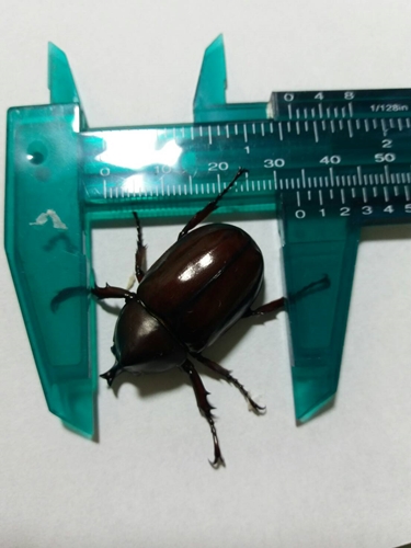 «ö¦¹¦b·sµøµ¡ÂsÄý¹Ï¤ù