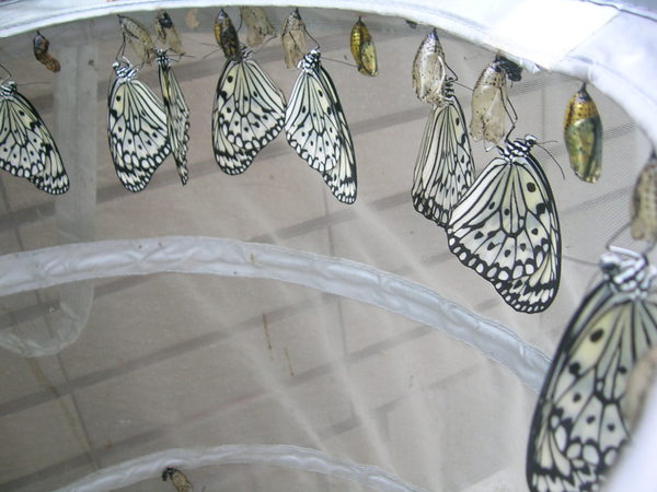 按此在新視窗瀏覽圖片