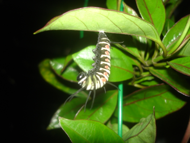 按此在新視窗瀏覽圖片