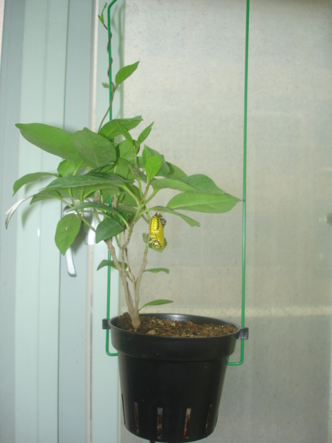 按此在新視窗瀏覽圖片