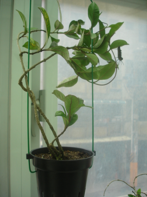 按此在新視窗瀏覽圖片