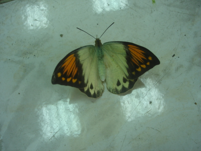 按此在新視窗瀏覽圖片