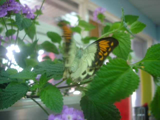 按此在新視窗瀏覽圖片