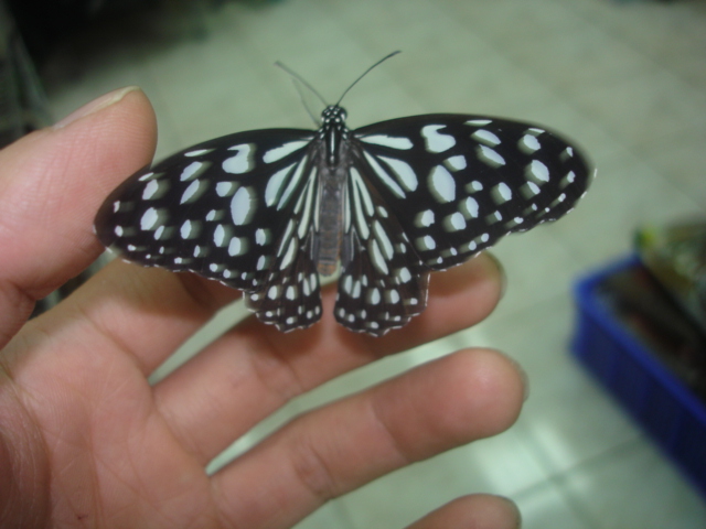 按此在新視窗瀏覽圖片