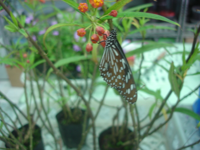 按此在新視窗瀏覽圖片