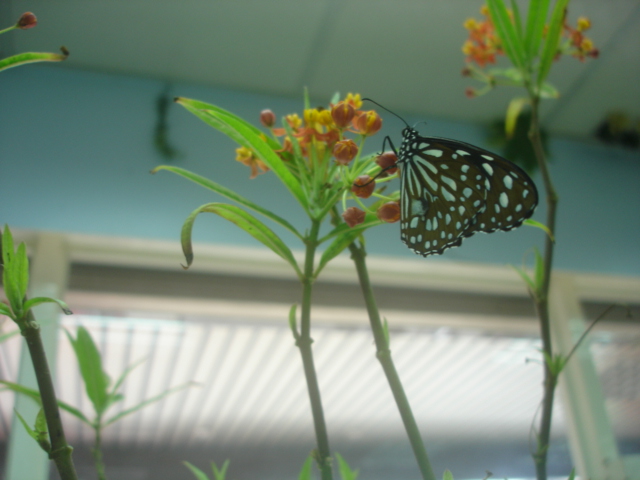 按此在新視窗瀏覽圖片