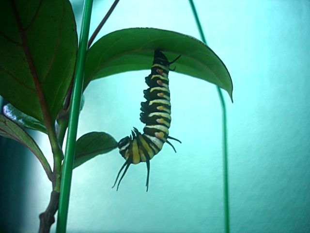 按此在新視窗瀏覽圖片