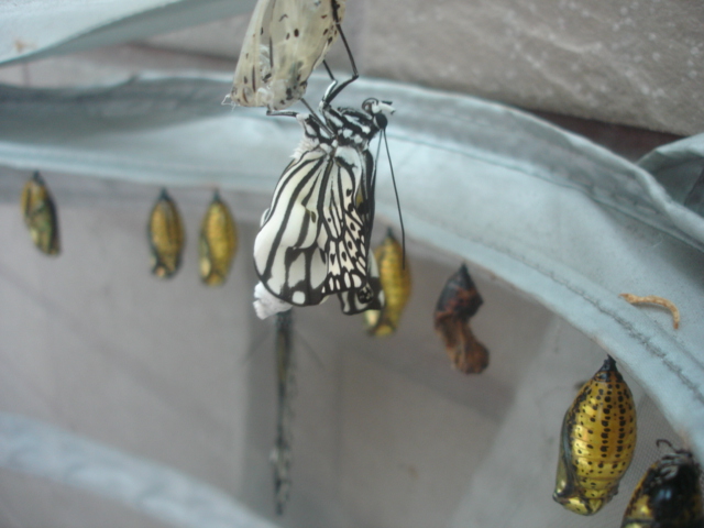 按此在新視窗瀏覽圖片