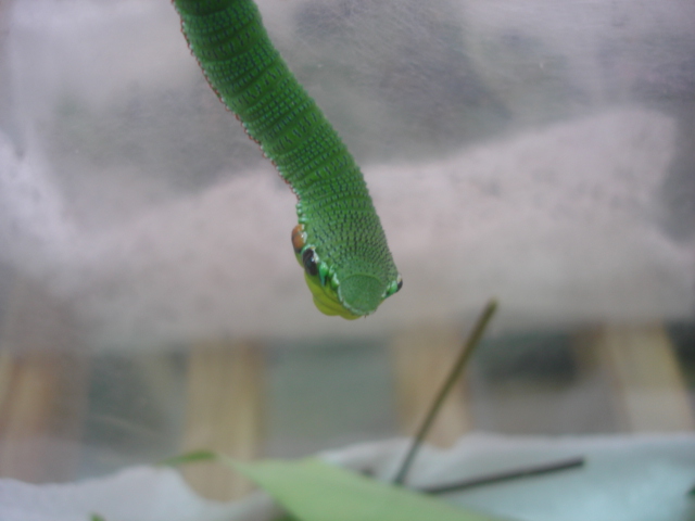 按此在新視窗瀏覽圖片