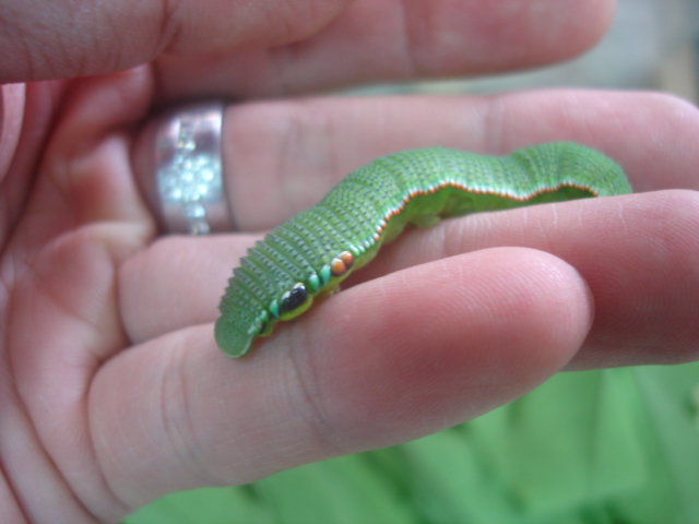 按此在新視窗瀏覽圖片