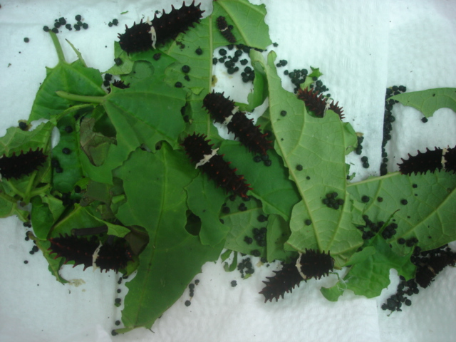 按此在新視窗瀏覽圖片