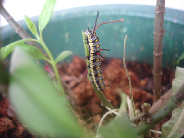 按此在新視窗瀏覽圖片