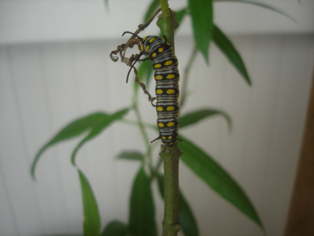 按此在新視窗瀏覽圖片