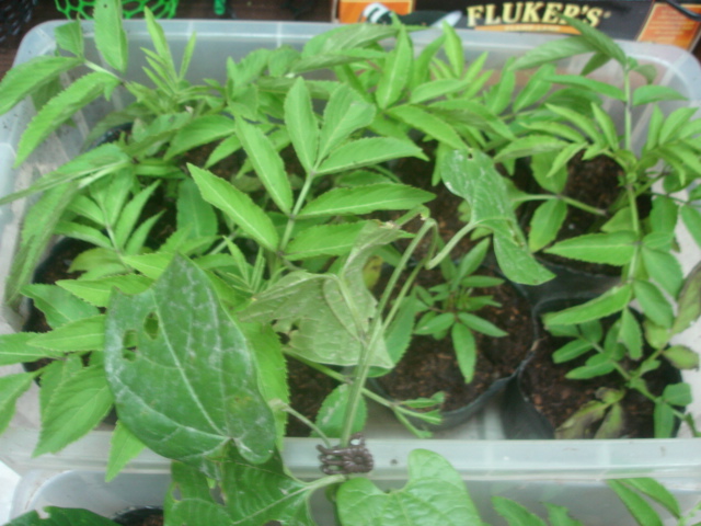 按此在新視窗瀏覽圖片