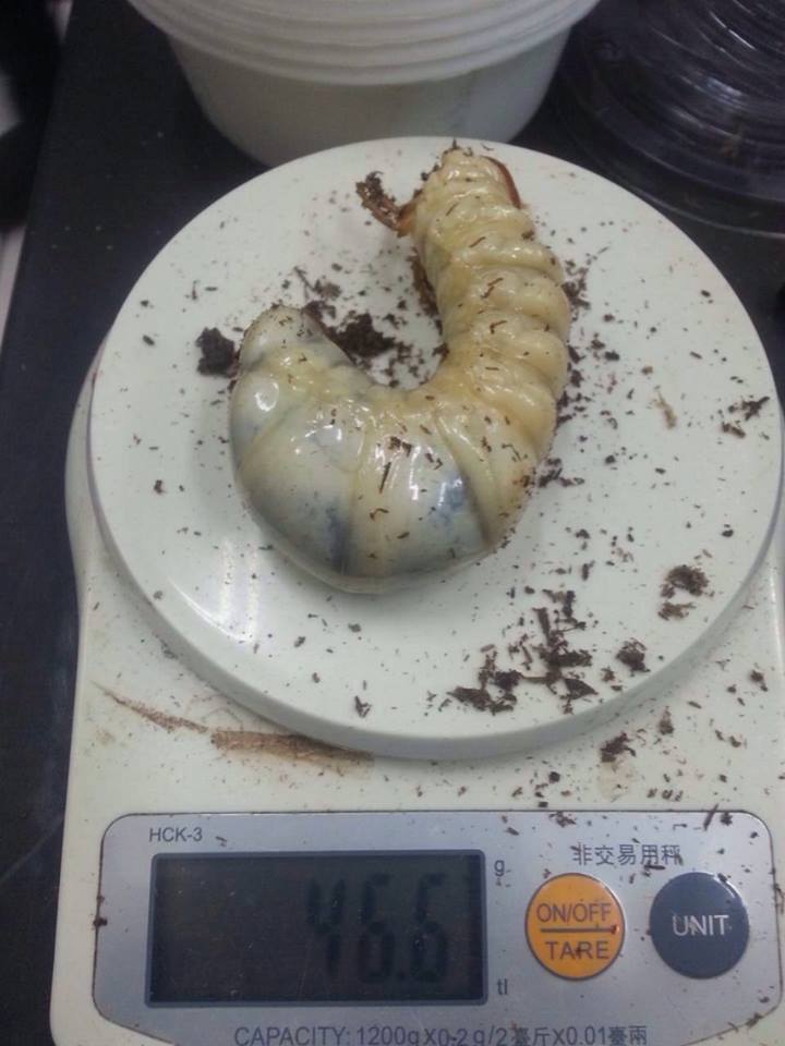 «ö¦¹¦b·sµøµ¡ÂsÄý¹Ï¤ù