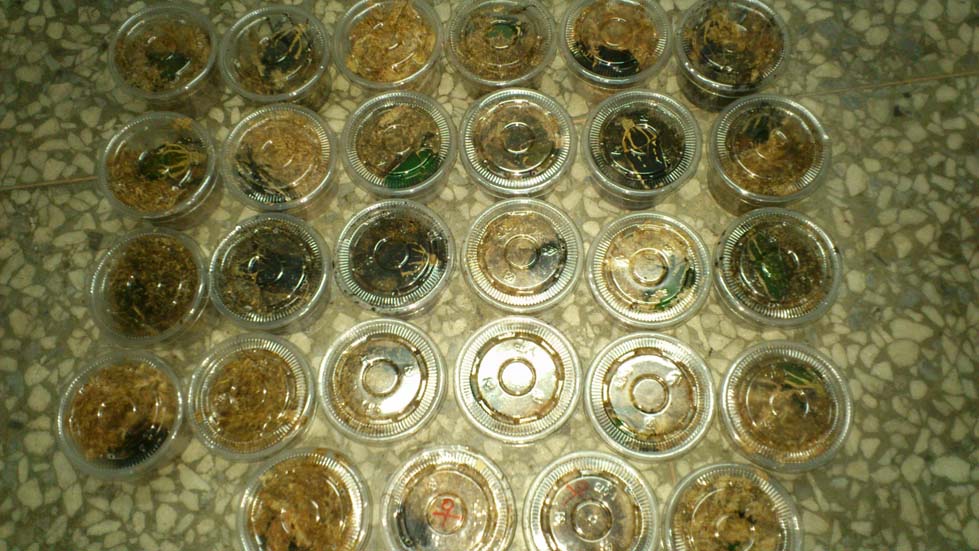 «ö¦¹¦b·sµøµ¡ÂsÄý¹Ï¤ù