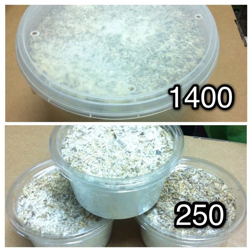 «ö¦¹¦b·sµøµ¡ÂsÄý¹Ï¤ù