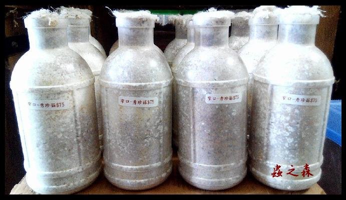 «ö¦¹¦b·sµøµ¡ÂsÄý¹Ï¤ù