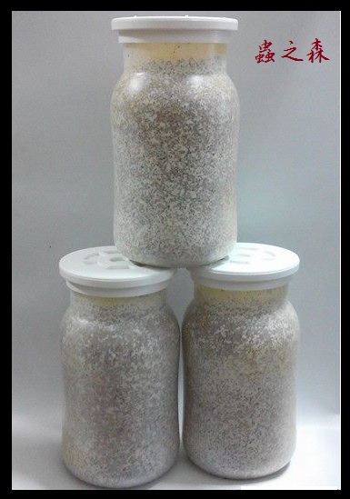 «ö¦¹¦b·sµøµ¡ÂsÄý¹Ï¤ù