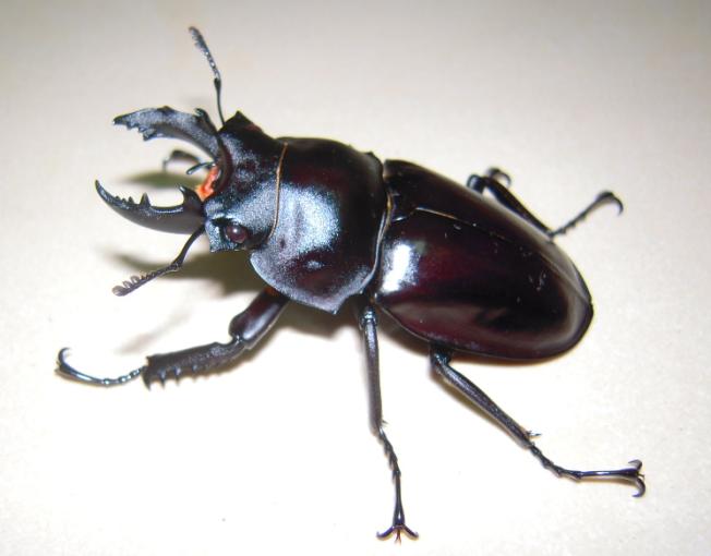 «ö¦¹¦b·sµøµ¡ÂsÄý¹Ï¤ù