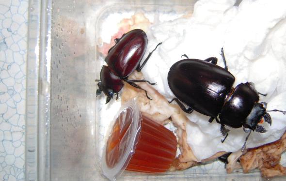 «ö¦¹¦b·sµøµ¡ÂsÄý¹Ï¤ù