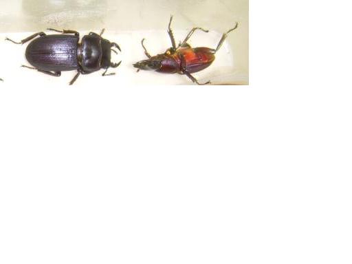 «ö¦¹¦b·sµøµ¡ÂsÄý¹Ï¤ù