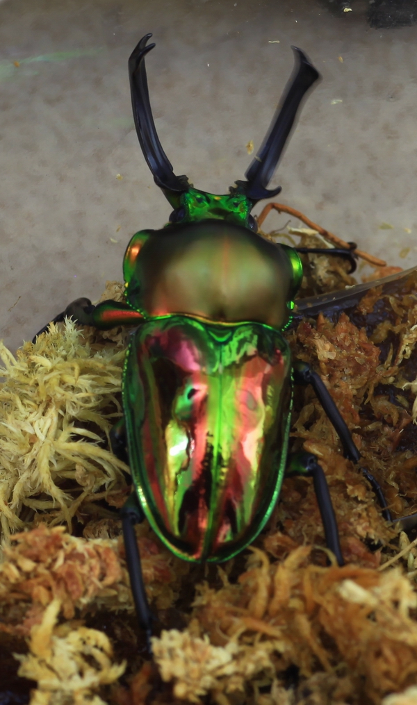 «ö¦¹¦b·sµøµ¡ÂsÄý¹Ï¤ù