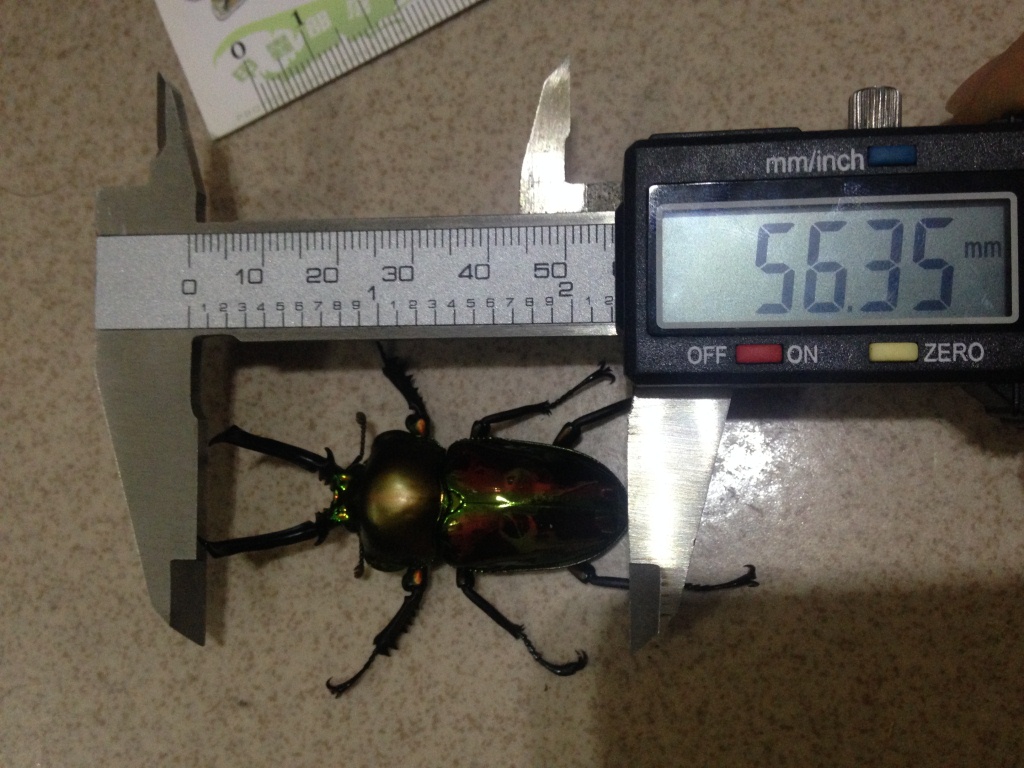 «ö¦¹¦b·sµøµ¡ÂsÄý¹Ï¤ù