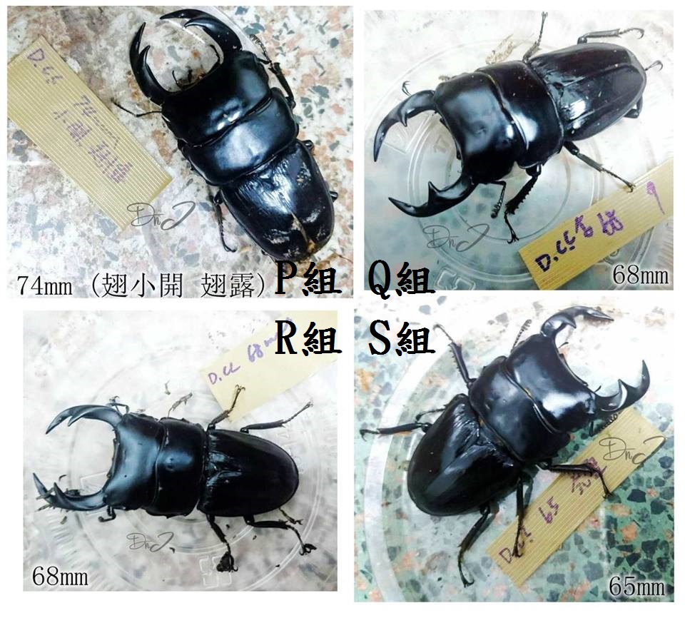 «ö¦¹¦b·sµøµ¡ÂsÄý¹Ï¤ù