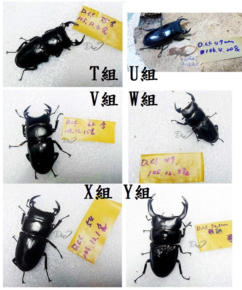 «ö¦¹¦b·sµøµ¡ÂsÄý¹Ï¤ù