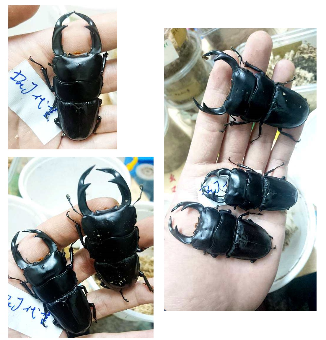 «ö¦¹¦b·sµøµ¡ÂsÄý¹Ï¤ù