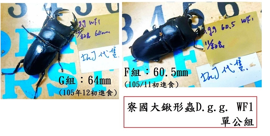 «ö¦¹¦b·sµøµ¡ÂsÄý¹Ï¤ù