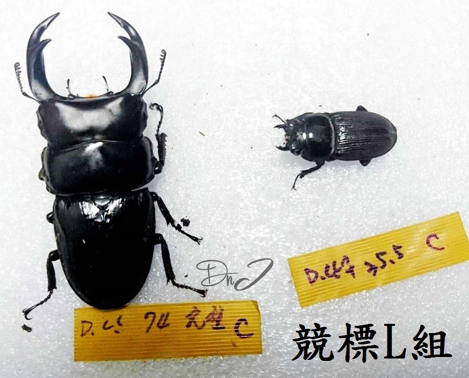 «ö¦¹¦b·sµøµ¡ÂsÄý¹Ï¤ù