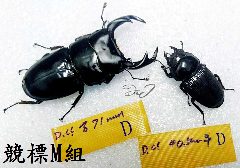 «ö¦¹¦b·sµøµ¡ÂsÄý¹Ï¤ù