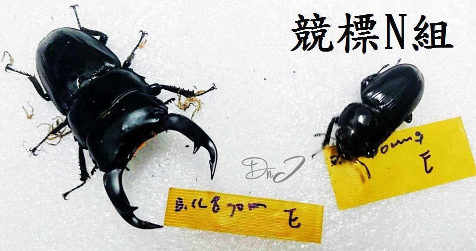 «ö¦¹¦b·sµøµ¡ÂsÄý¹Ï¤ù