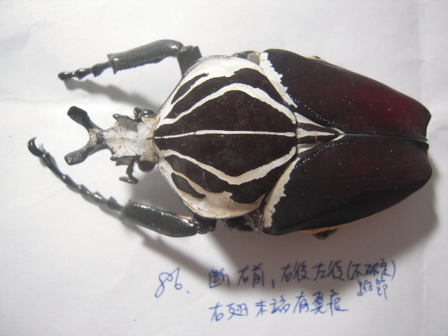 «ö¦¹¦b·sµøµ¡ÂsÄý¹Ï¤ù