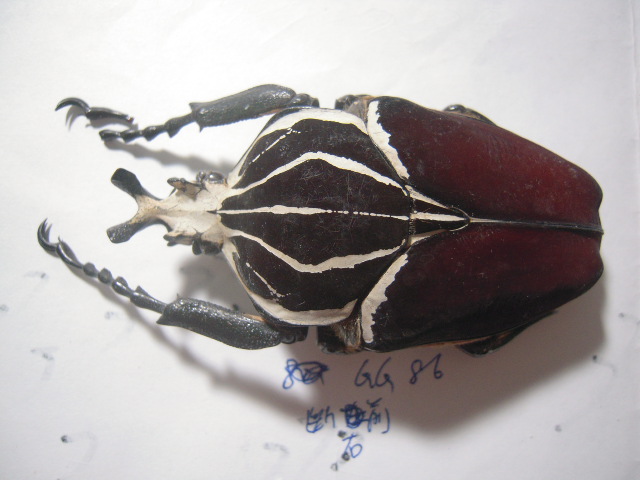 «ö¦¹¦b·sµøµ¡ÂsÄý¹Ï¤ù