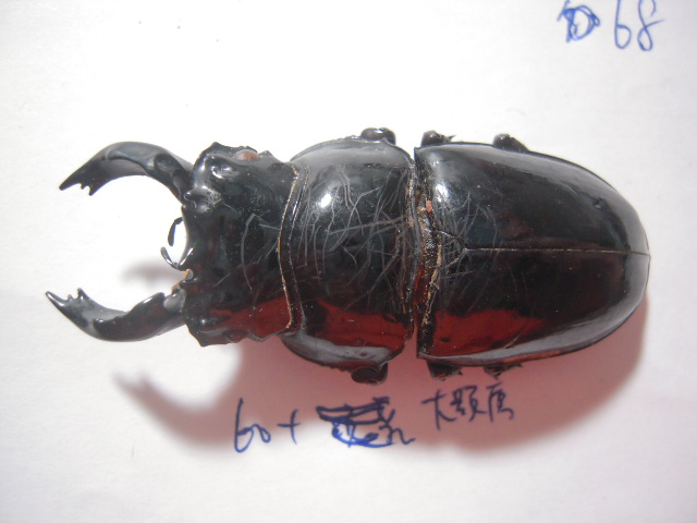 «ö¦¹¦b·sµøµ¡ÂsÄý¹Ï¤ù