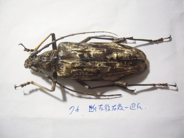 «ö¦¹¦b·sµøµ¡ÂsÄý¹Ï¤ù