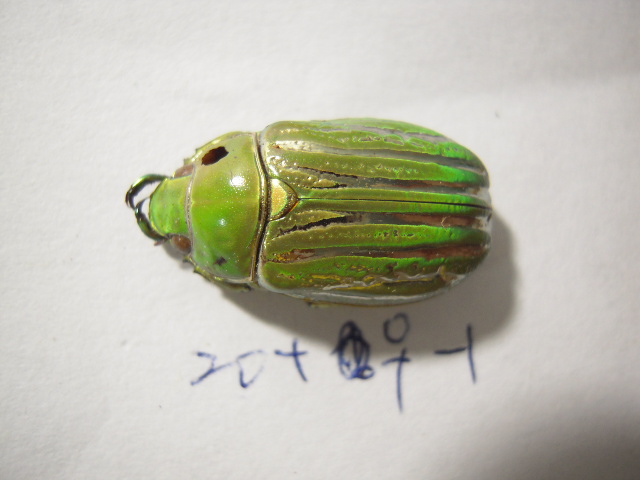 «ö¦¹¦b·sµøµ¡ÂsÄý¹Ï¤ù