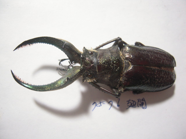 «ö¦¹¦b·sµøµ¡ÂsÄý¹Ï¤ù